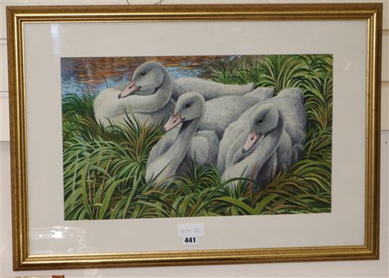 David Binns, watercolour, swans on a riverbank, signed and dated 74, 31 x 52cm